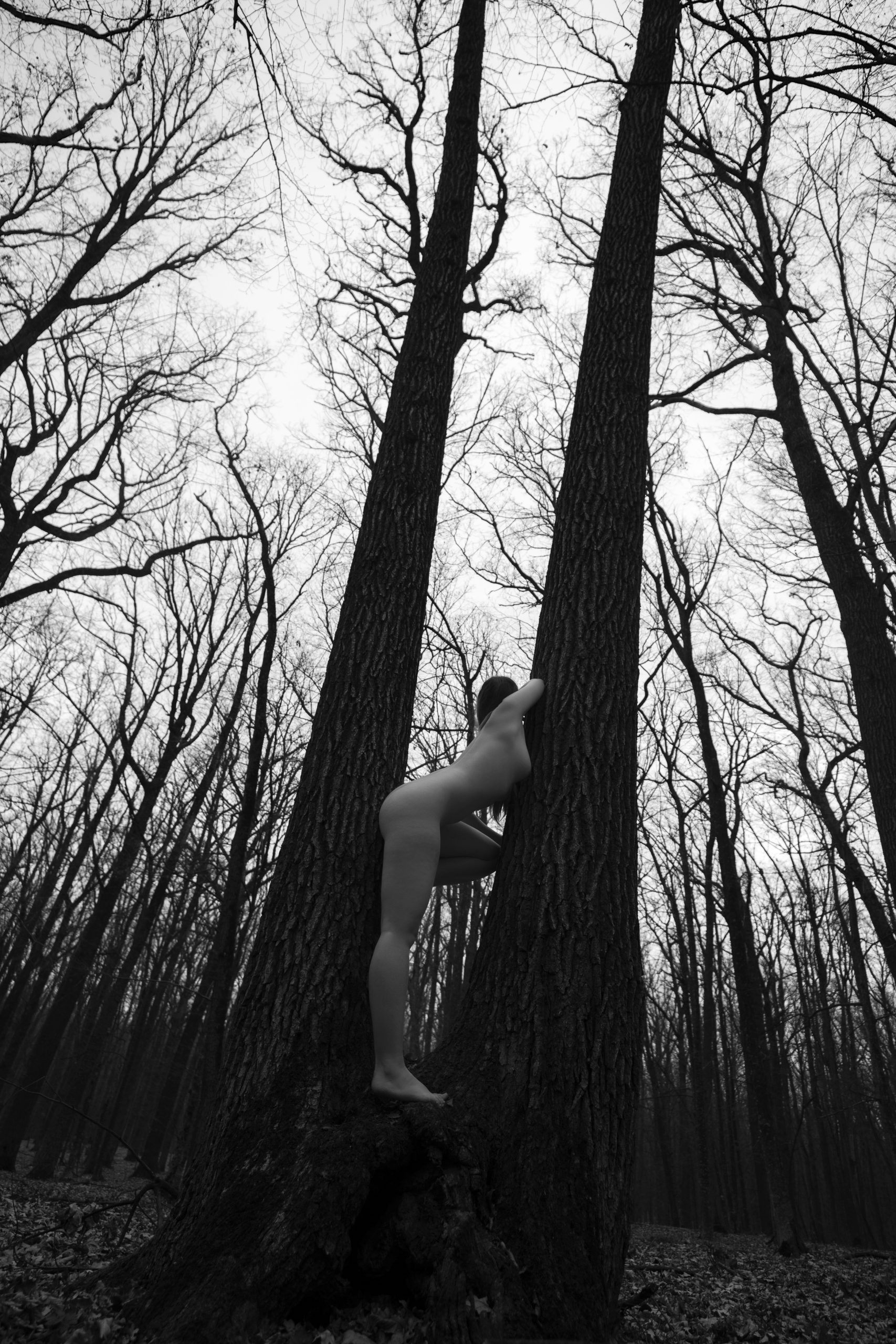 Nud artistic outdoor, model curvy așezat pe un buștean în pădure, fotografie alb-negru cu accent pe formele naturale și texturile scoarței de copac.